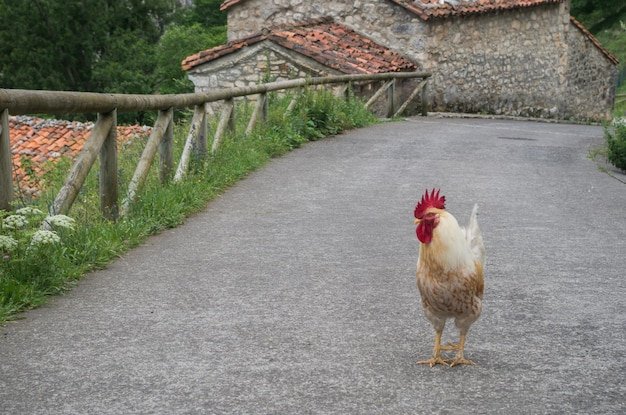 Netherlands - chicken road spel