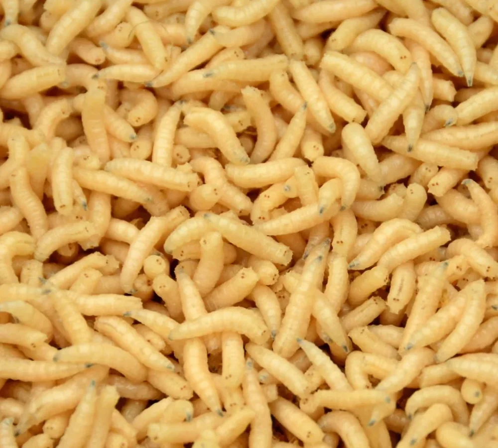 Maggot Kering demago (1)